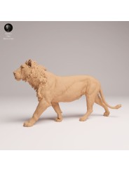 Young Male Lion Head Held High – African Wildlife Miniature In 3D Resin