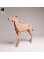 Mustang Foal | Resin Miniature