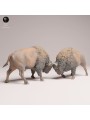 Bisontes Americanos Luchando | Miniatura en Resina