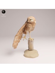 Búho Llanero en Tronco | Miniatura en Resina