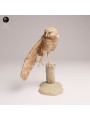 Burrowing Owl on Trunk | Resin Miniature