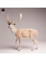 Gamo Europeo en Resina | Miniatura de Fauna Europea Realista