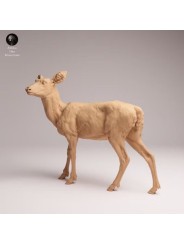 Ciervo Mulo Hembra | Miniatura de Fauna Norteamericana en Resina
